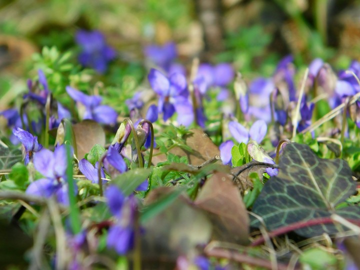 Violet
