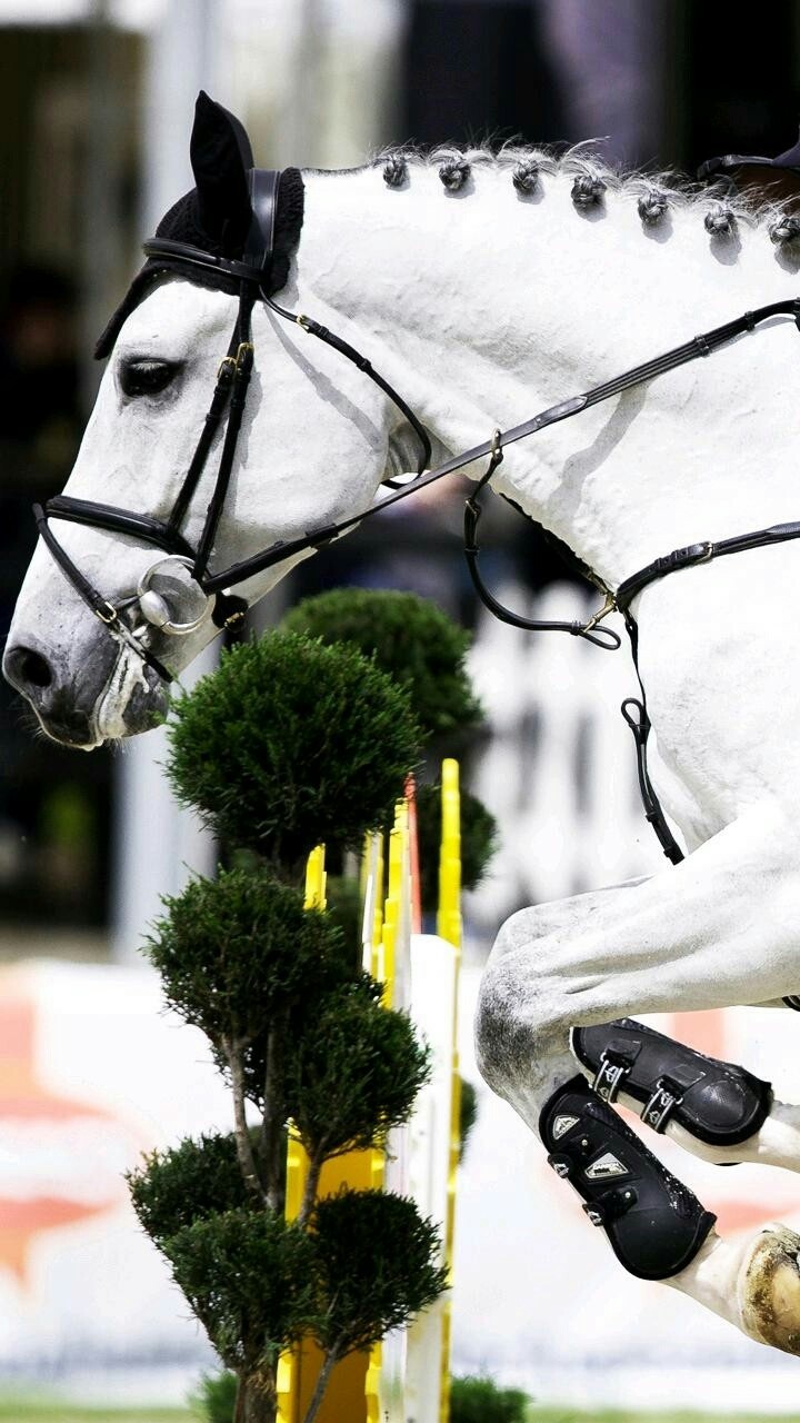 horses