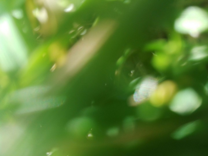 green grass
