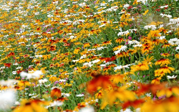 Flowers.