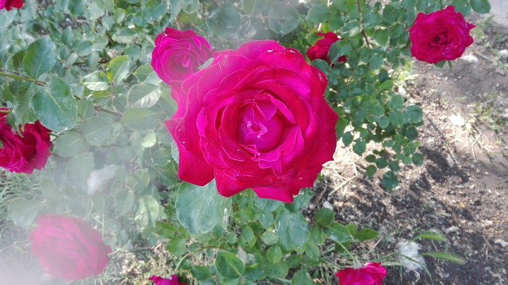 Rose  in the garden