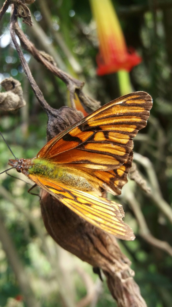 butterfly