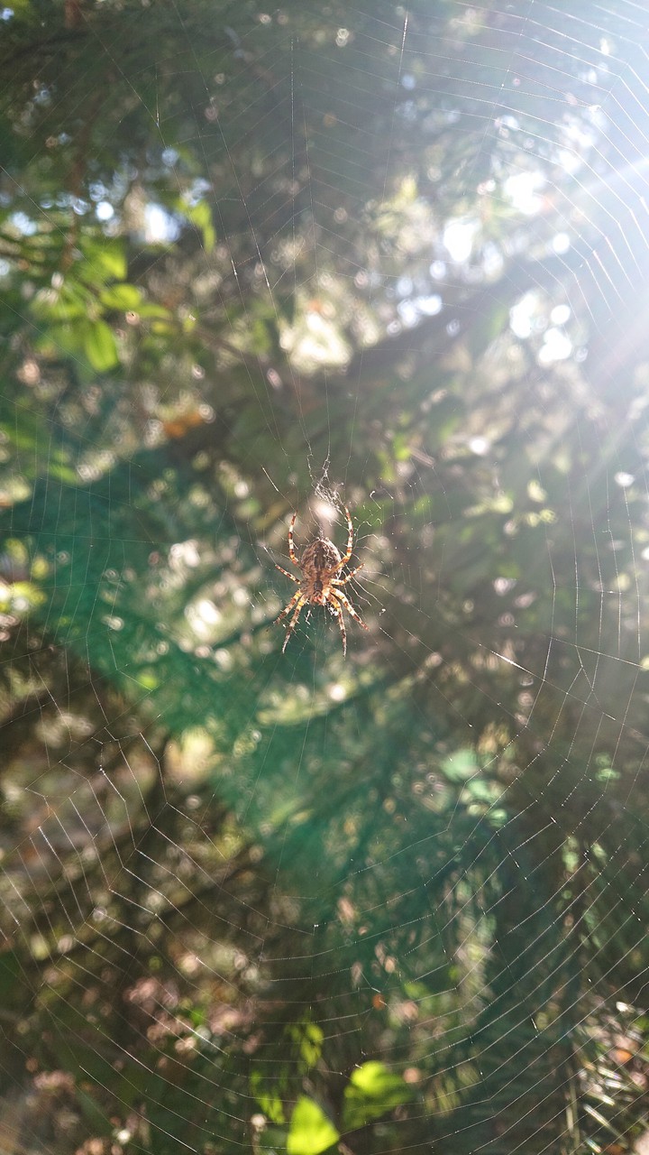 autumn spider