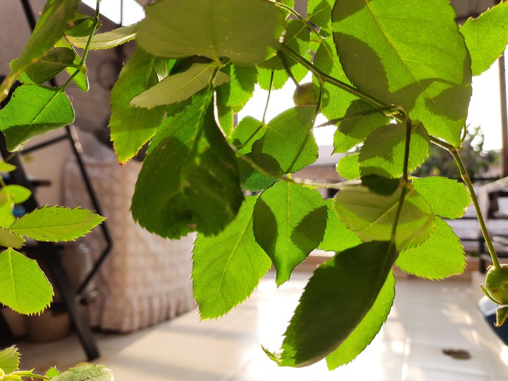 Leaf
