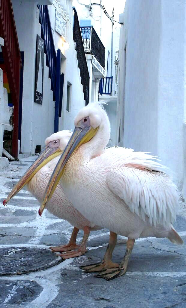 STAMATIOS