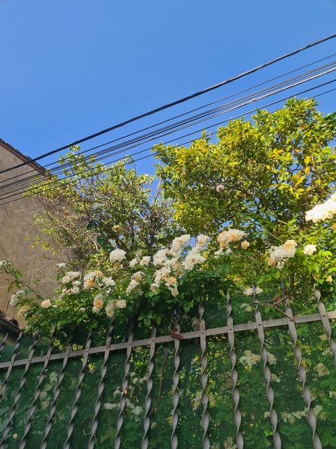 тапети jasmine, floribunda