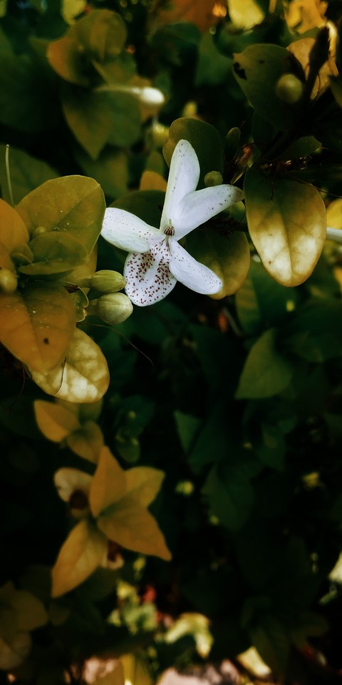 flower x nature