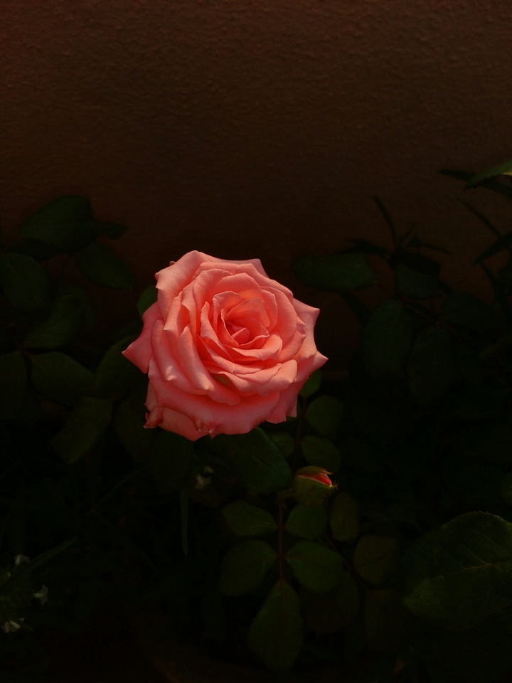 rose