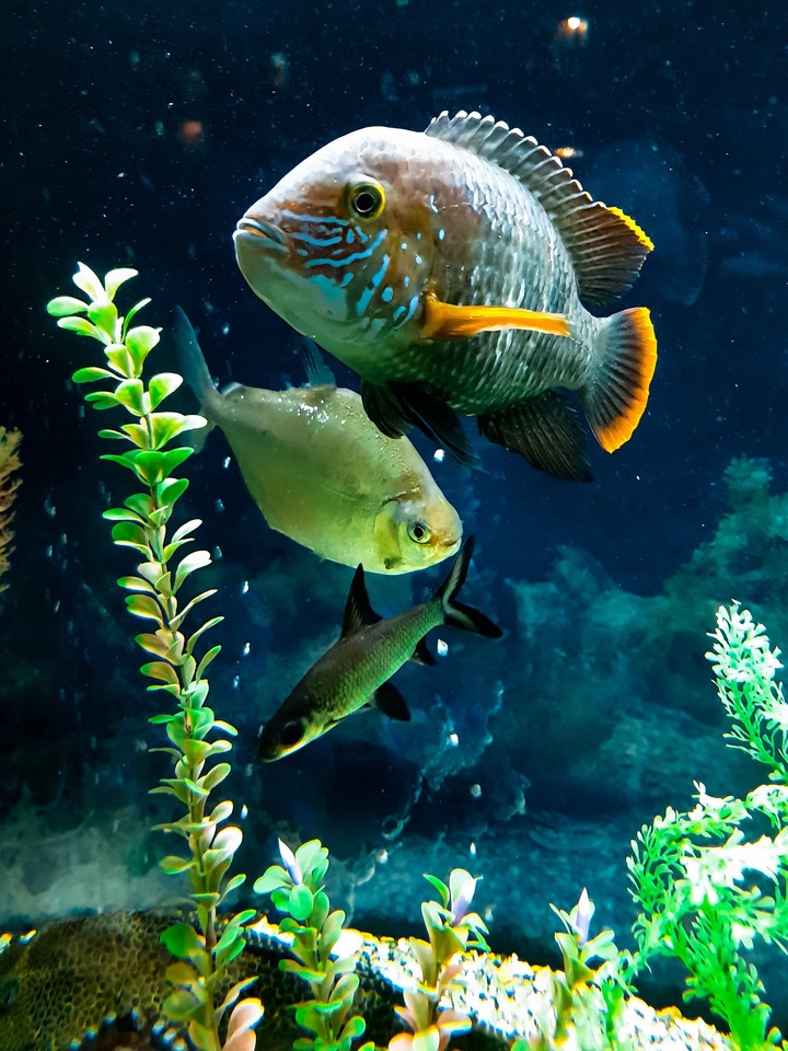 aquarium