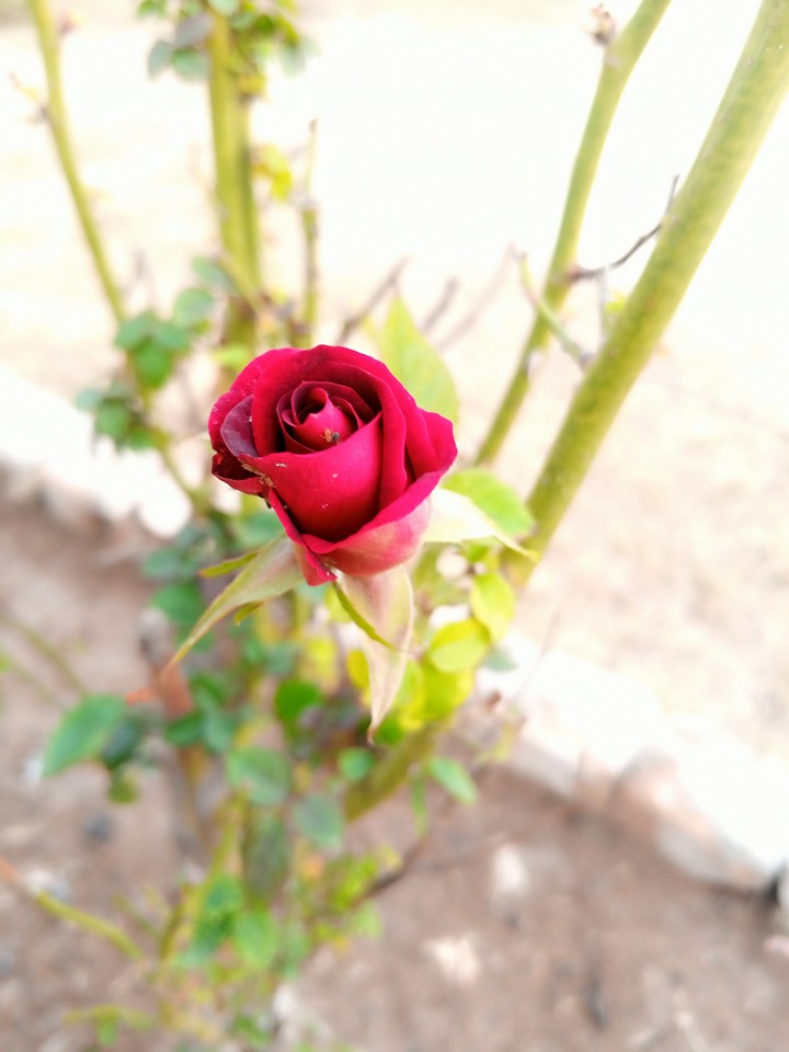 black rose