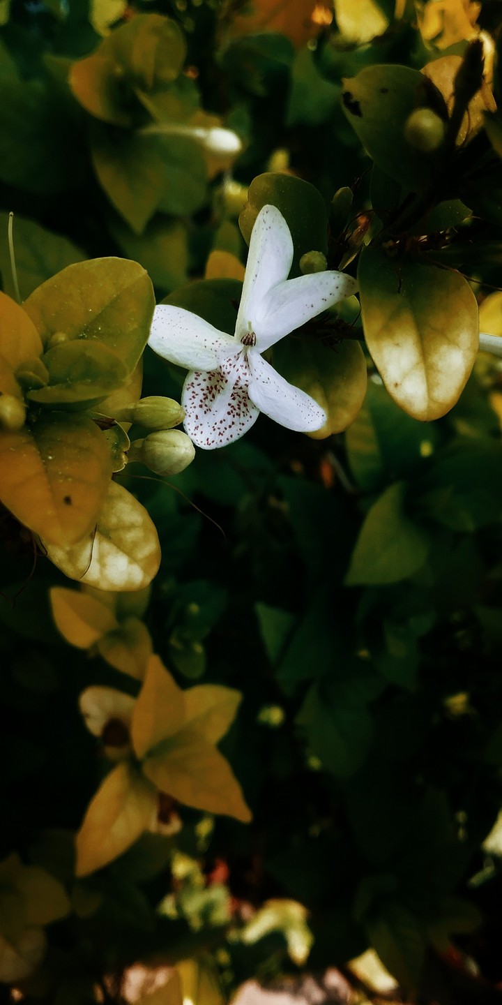 flower x nature