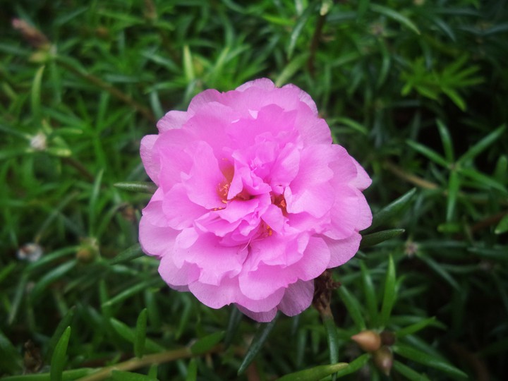 Pink flower