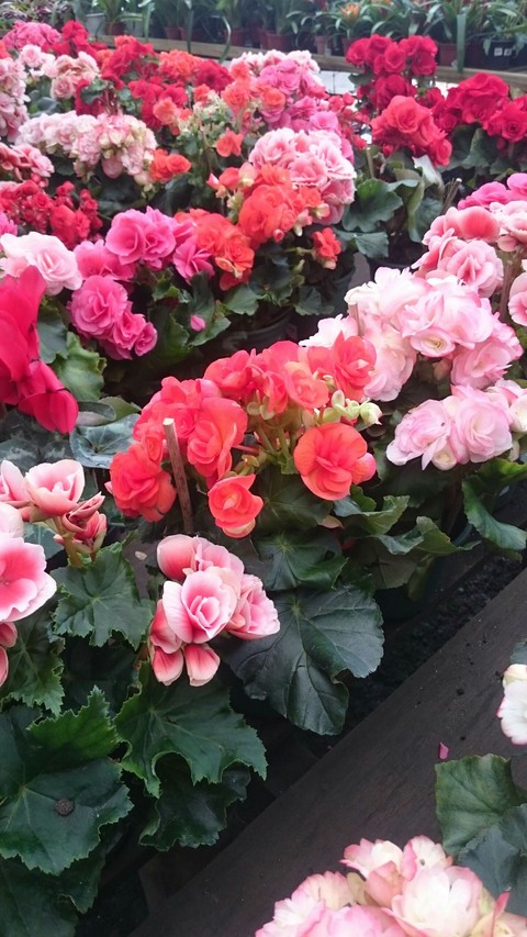 gardem