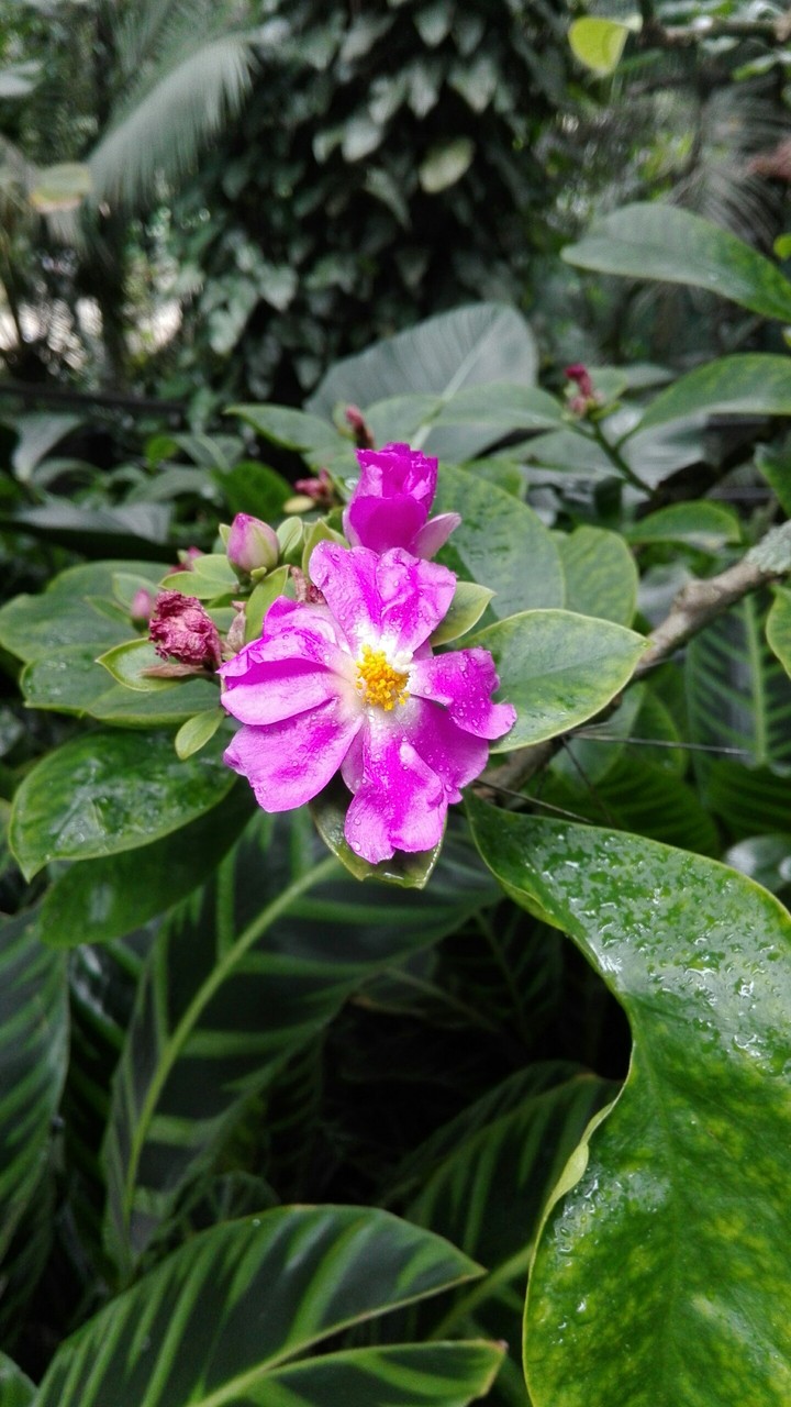 COSTA RICA NATURAL