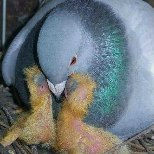Feeding food