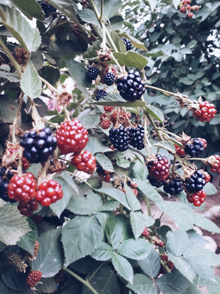 Berries