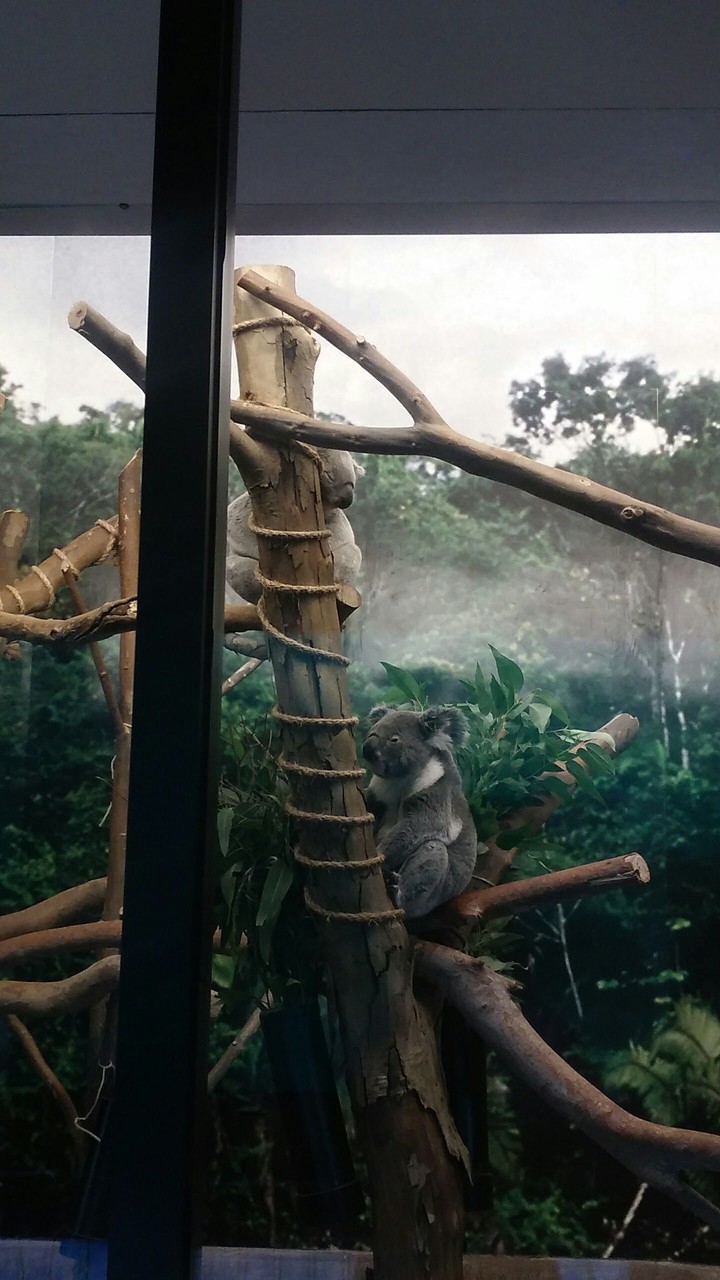 Koalas