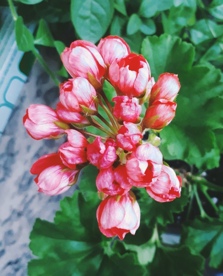 пеларгония Red Pandora
