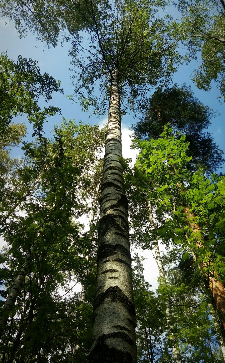 К небу...To the sky..
