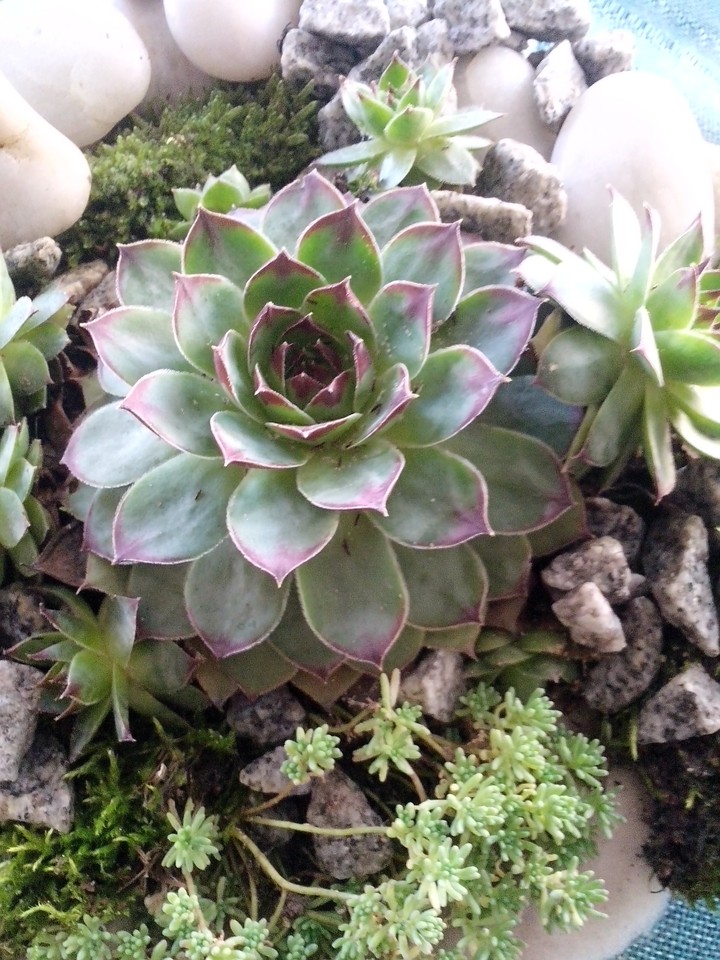 green love