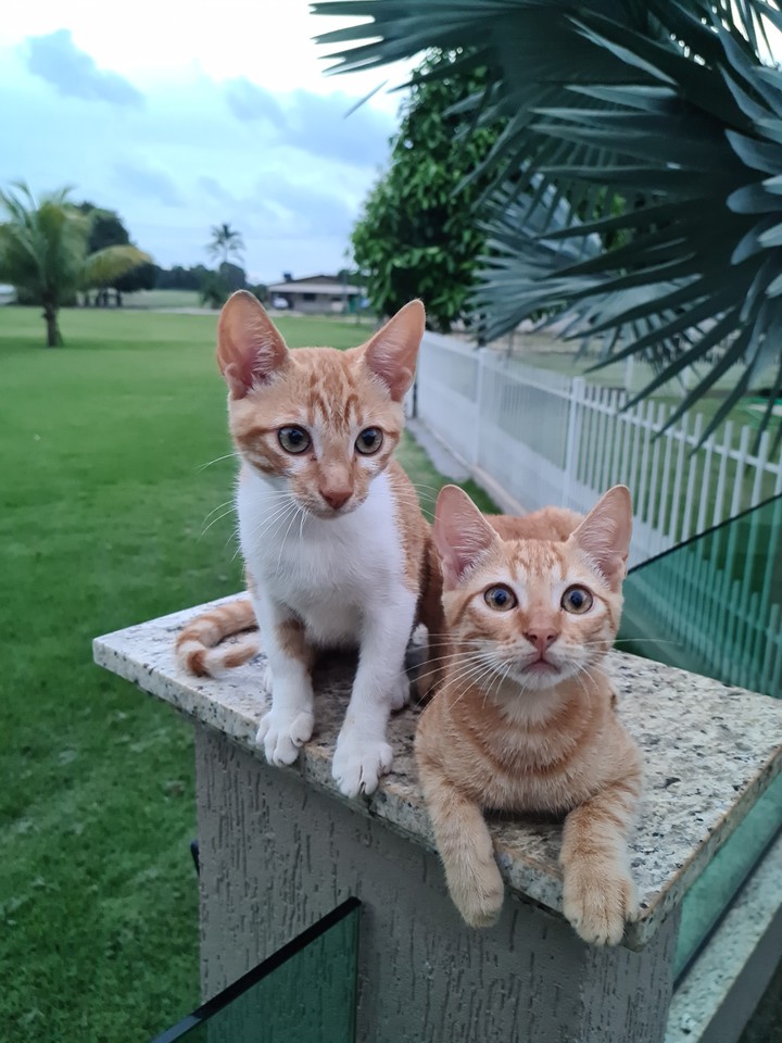 hermanos