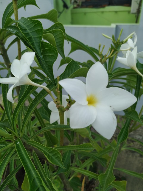 flowerpot, shrub háttérképek