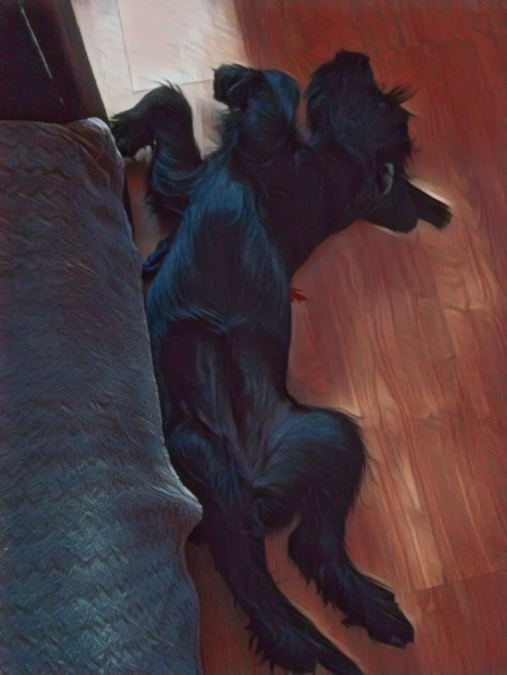 Sweet dog 