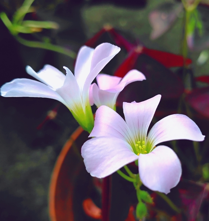 beauty flower