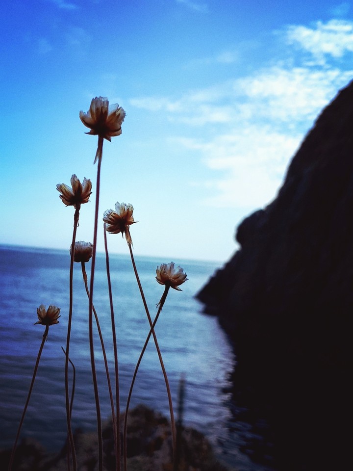 Sea Thrift