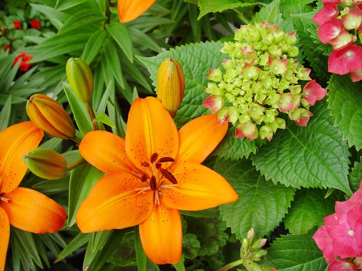 Flower