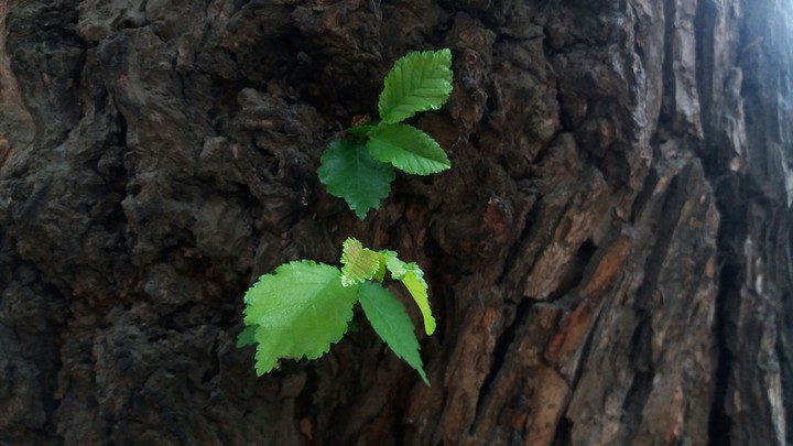 a new little tree...