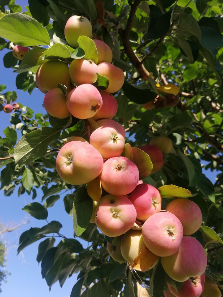 яблочки, apples