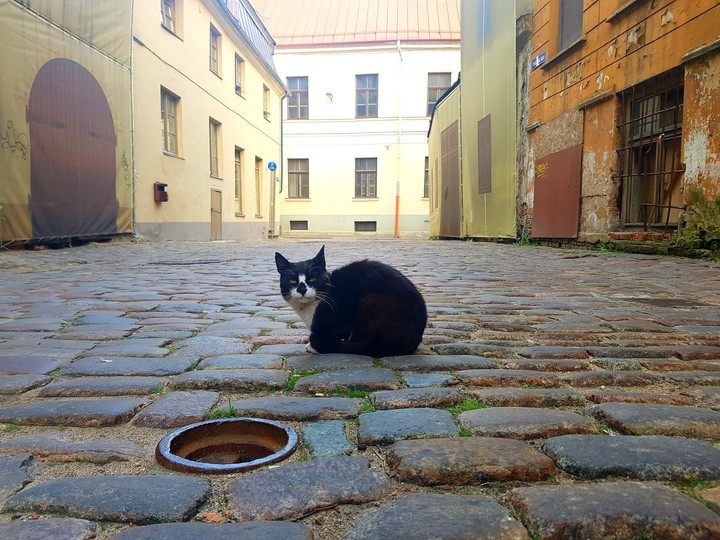 Cat in Old Town