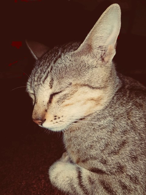 Sleeping Cat