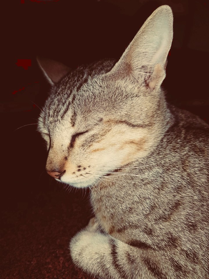 Sleeping Cat