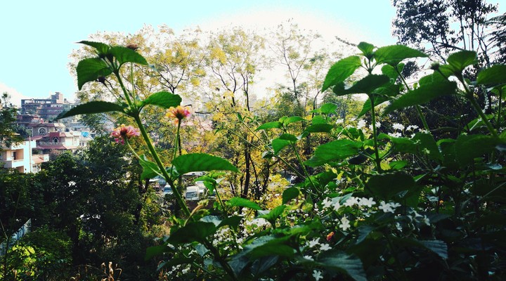 little flowers