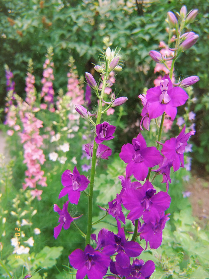 flowers
