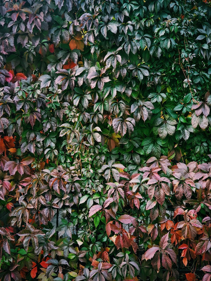 autumn colors