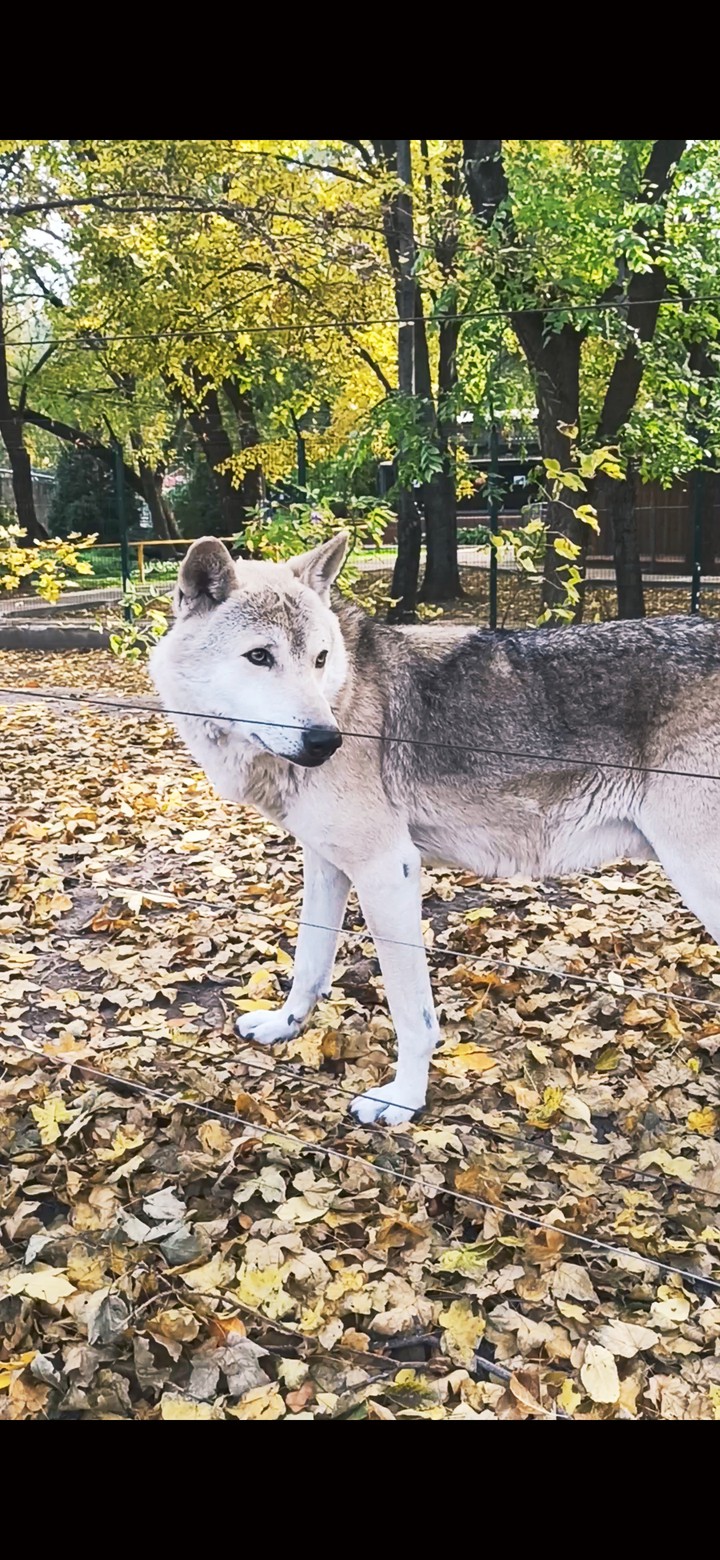волк