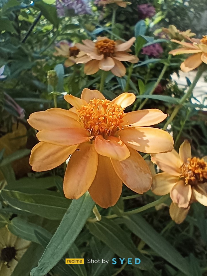 beautiful flower