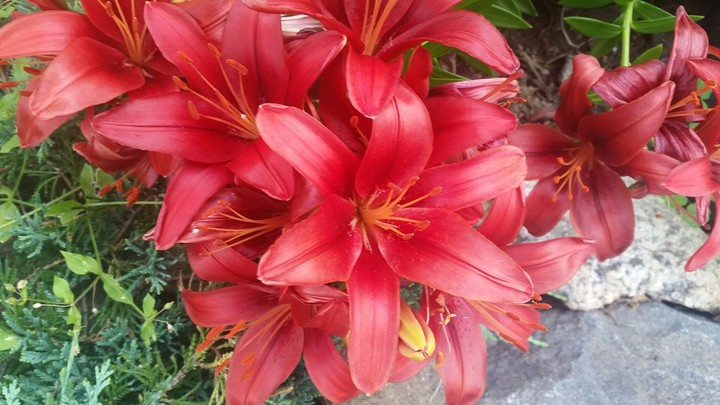 red flowers ❤