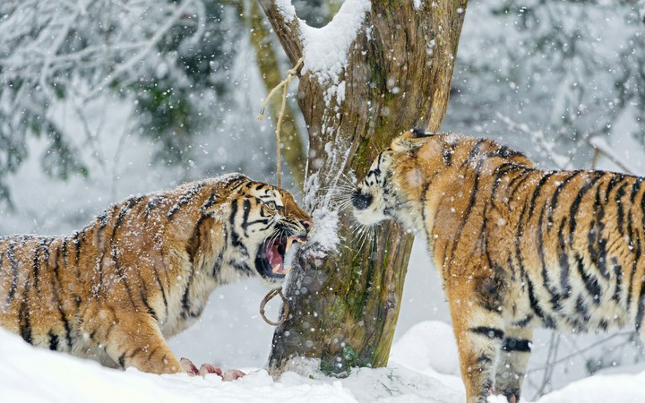 Tiger