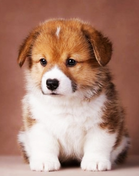 Puppy