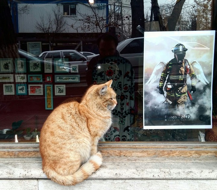 fireman & cat