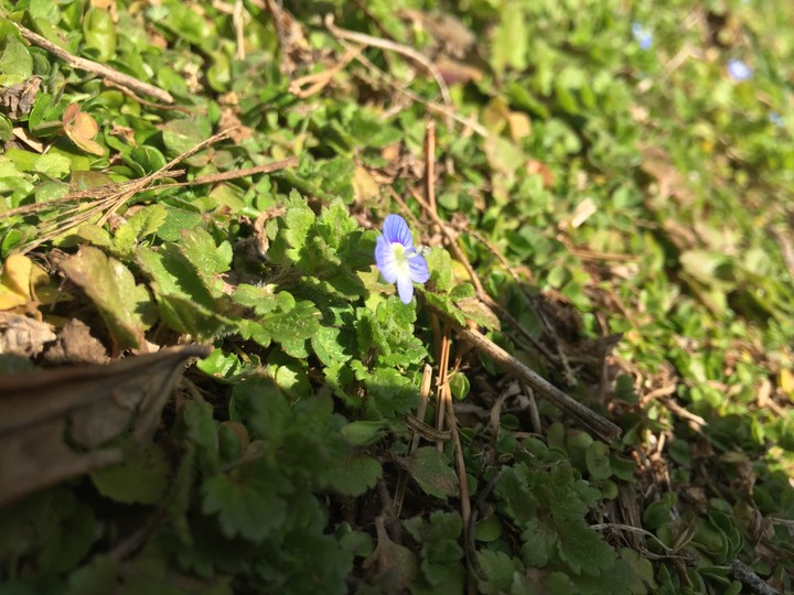 flower