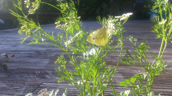 butterfly