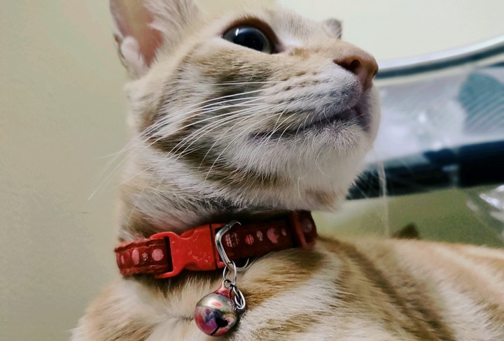 Ginger Cat