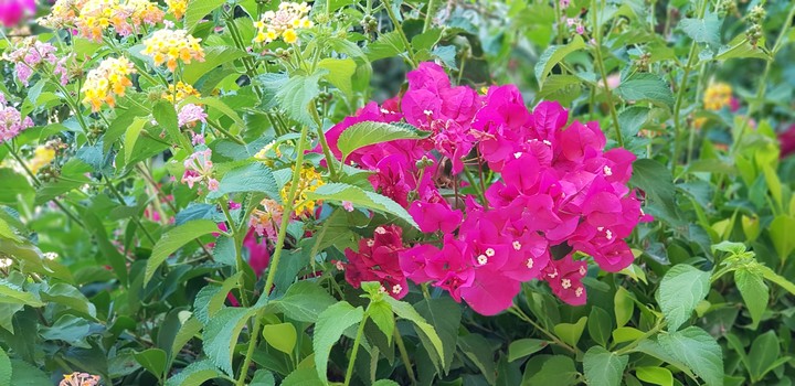 flowers