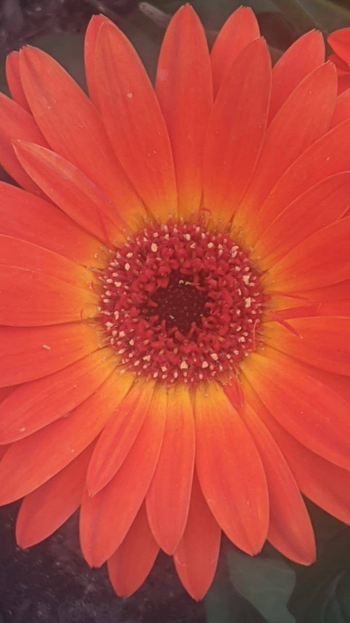 daisy