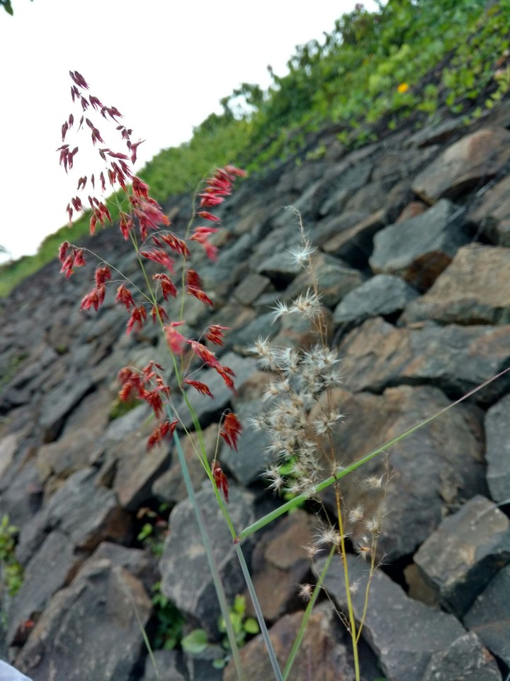 red flowers